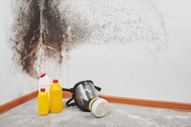 Best Toxic Mold Removal  in Apple Valley, OH