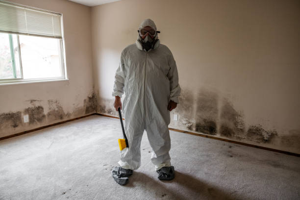 Best Black Mold Removal  in Apple Valley, OH